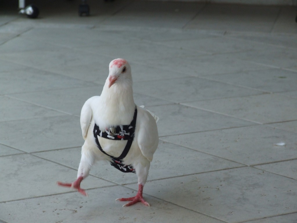 a pigeon wearing pants