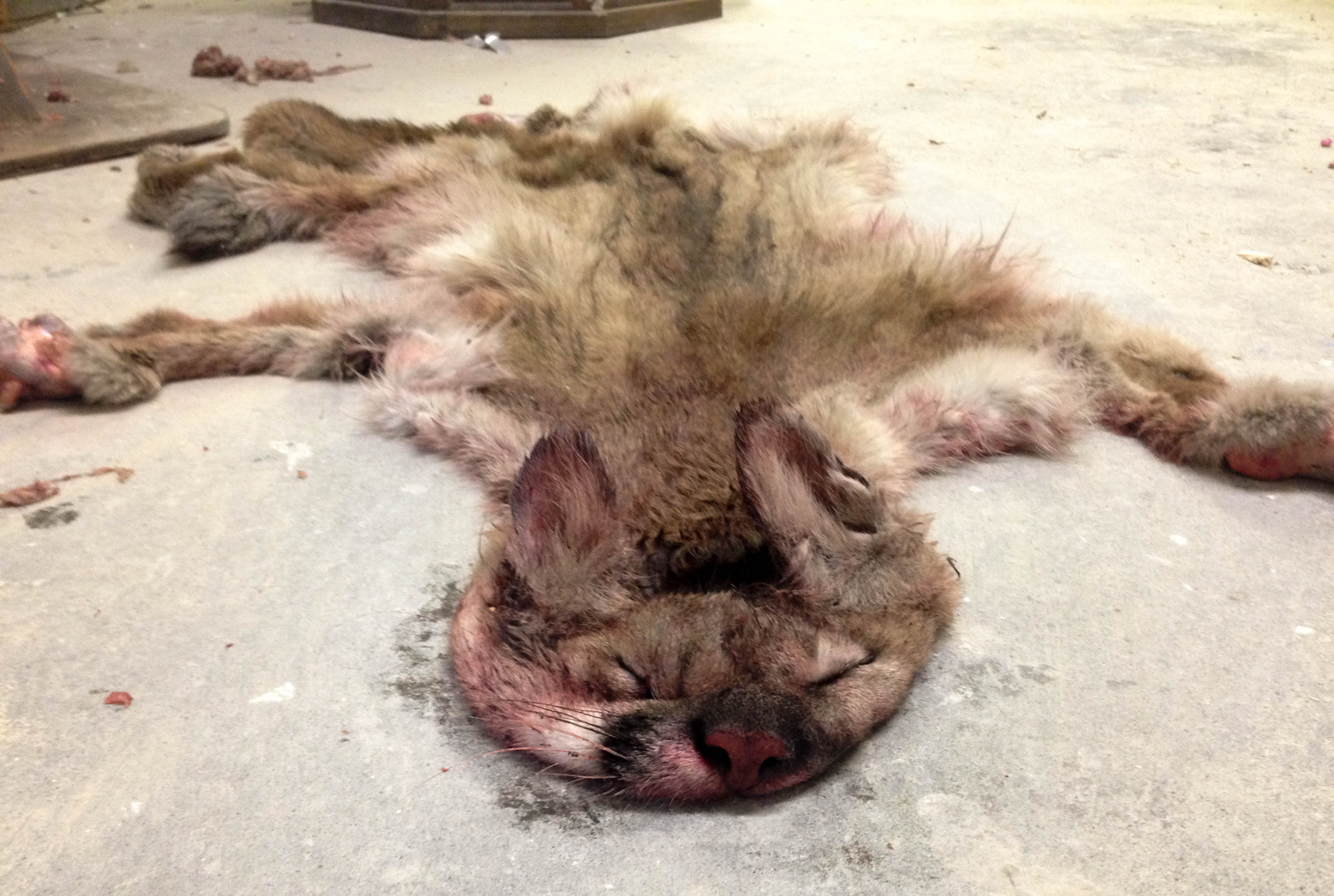 mountain lion pelt